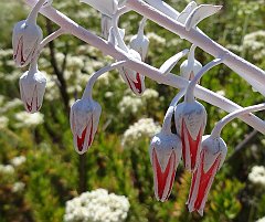 dudleya pulverulenta